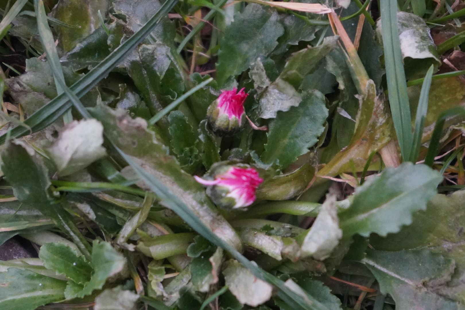 ступино, цветы, декабрь, маргаритки,