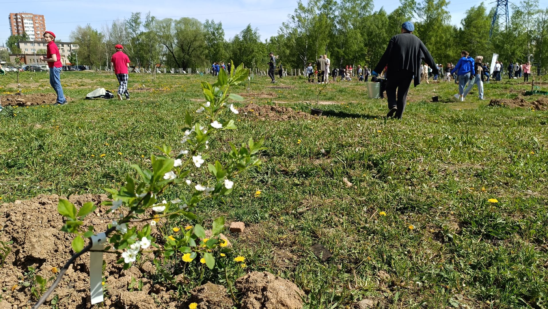 Лобня, экология, лес победы