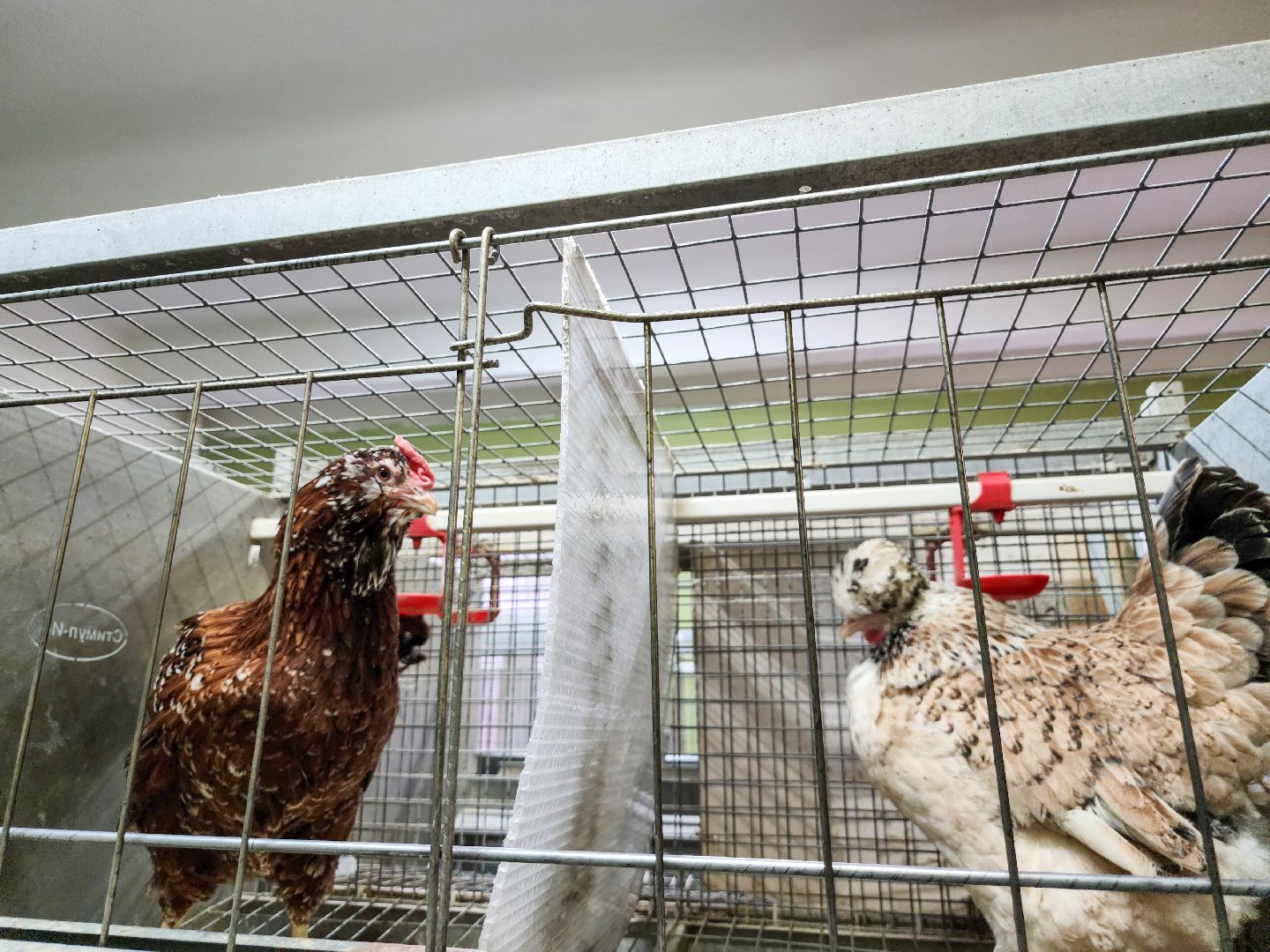 Подольск, виж имени эрнста, Кубок имени Эрнста, Турнир, Квест,