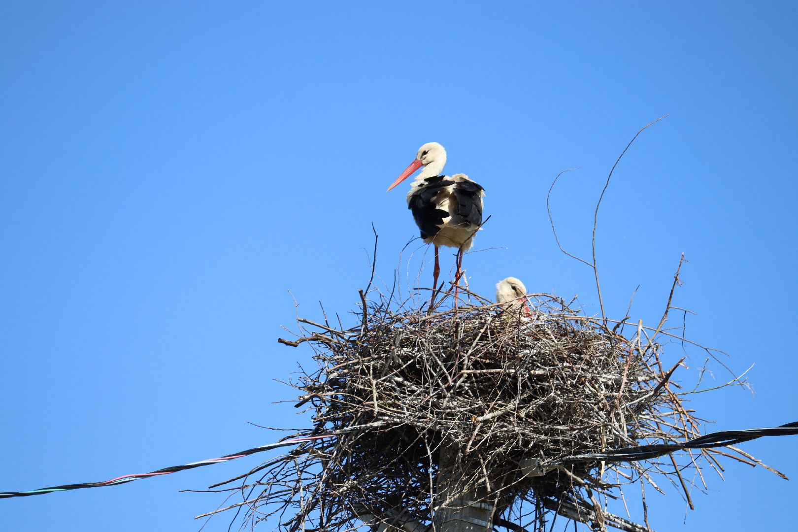 Серебряные Пруды, аисты