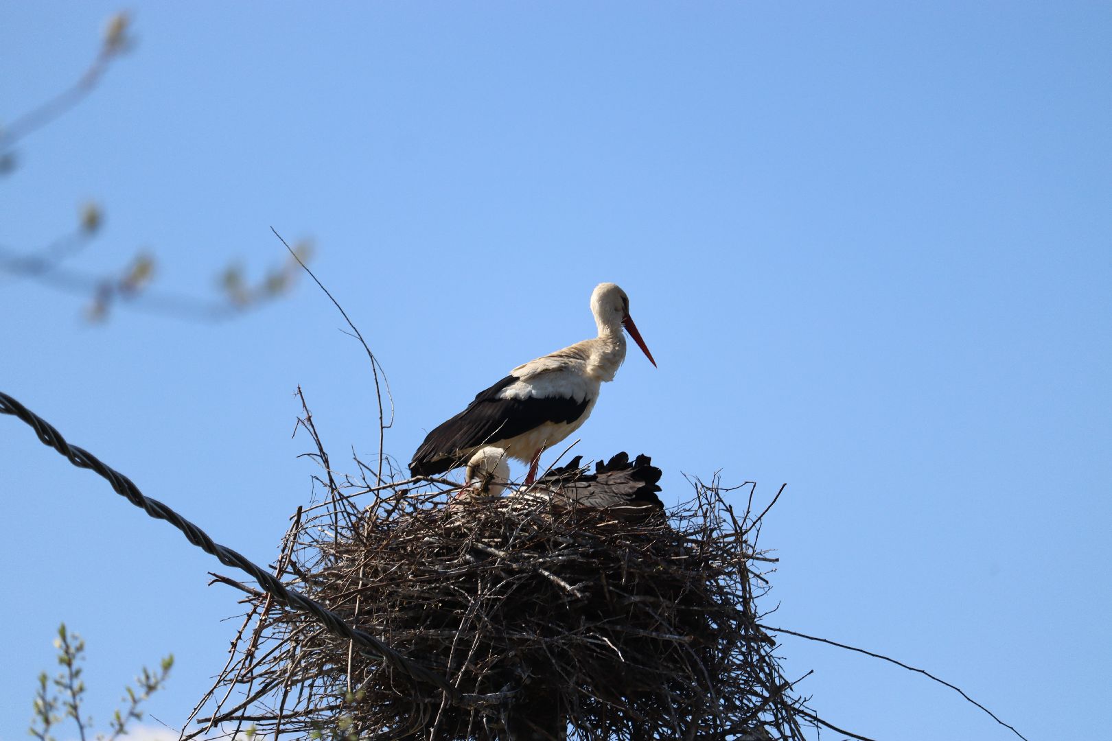 Серебряные Пруды, аисты