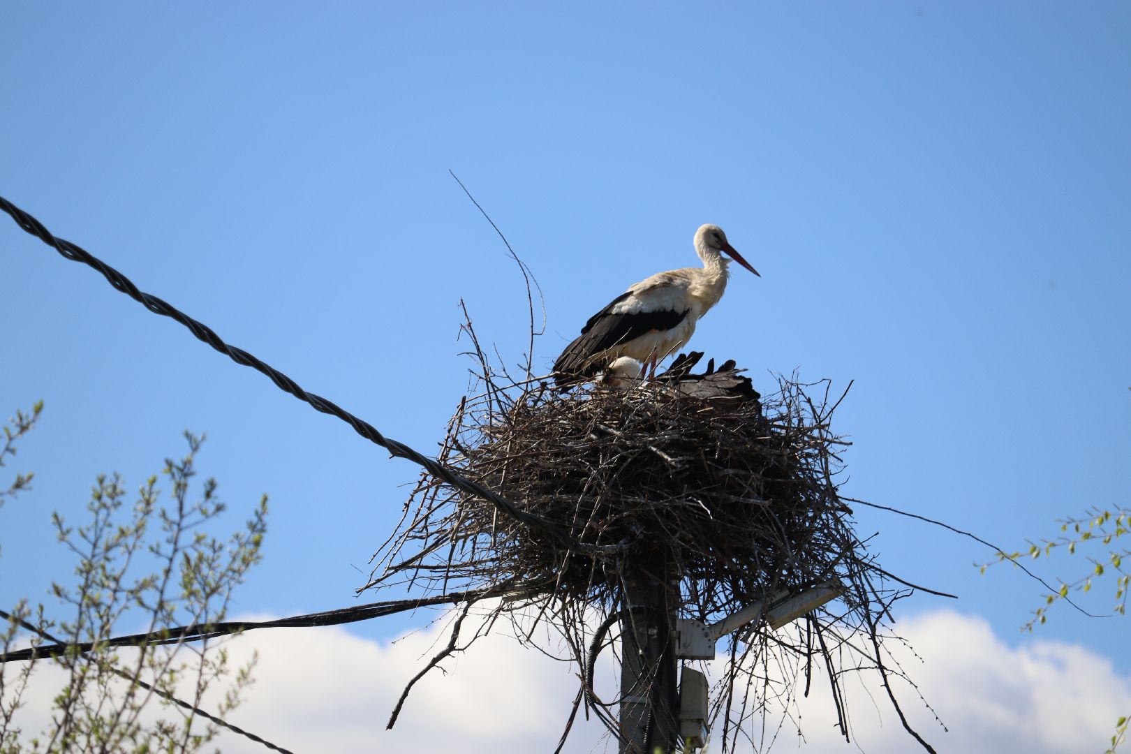 Серебряные Пруды, аисты
