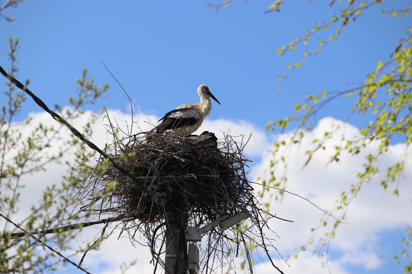 Серебряные Пруды, аисты