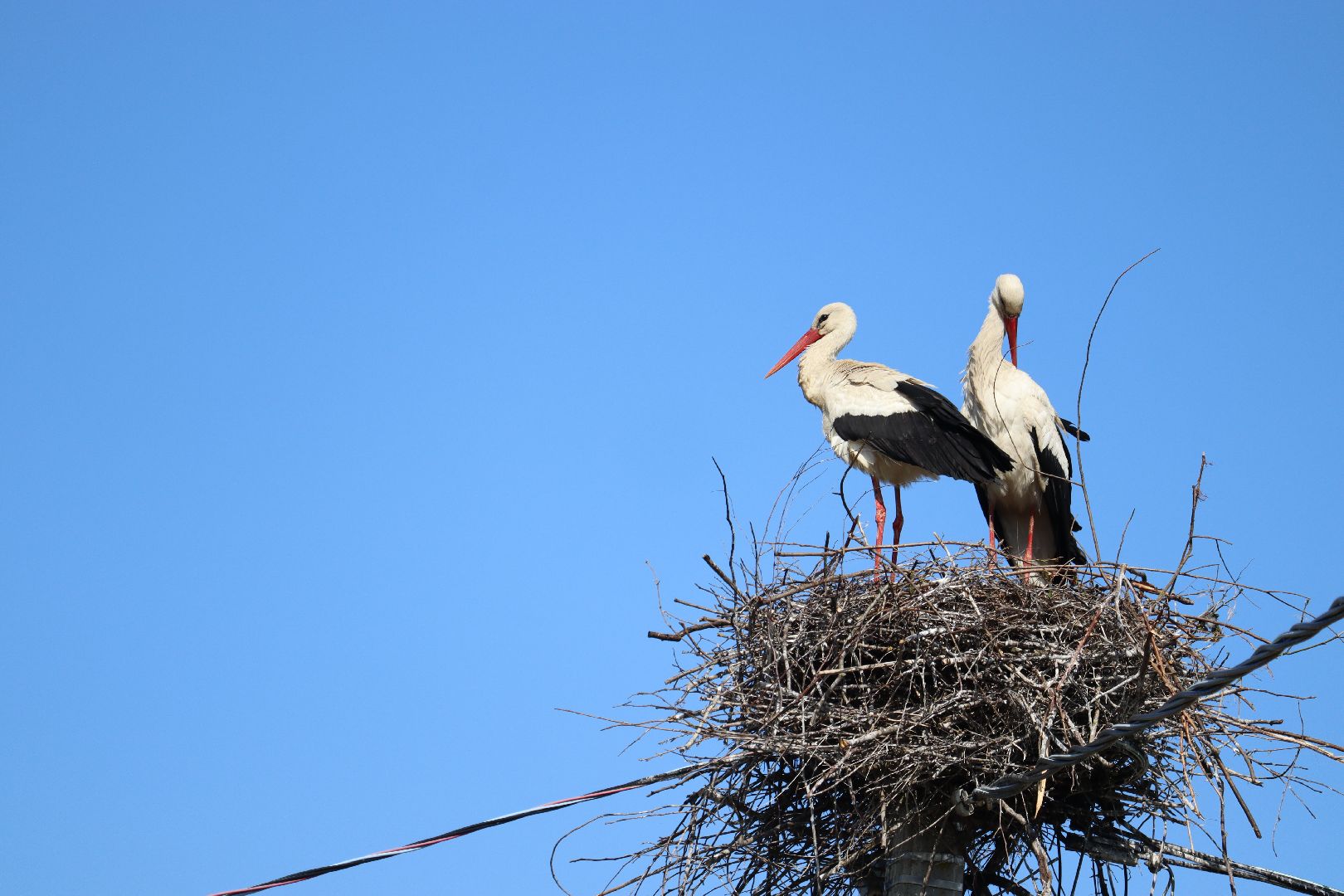 Серебряные Пруды, аисты