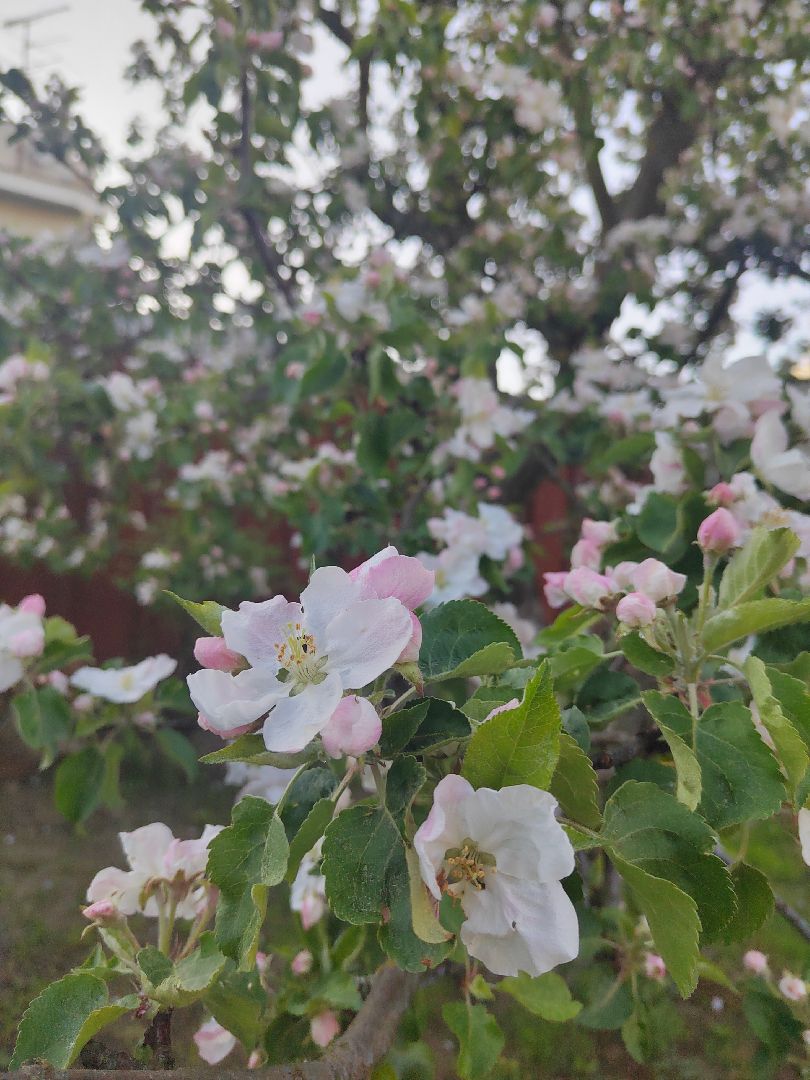 Пушкино, весна в Подмосковье, природа, люди