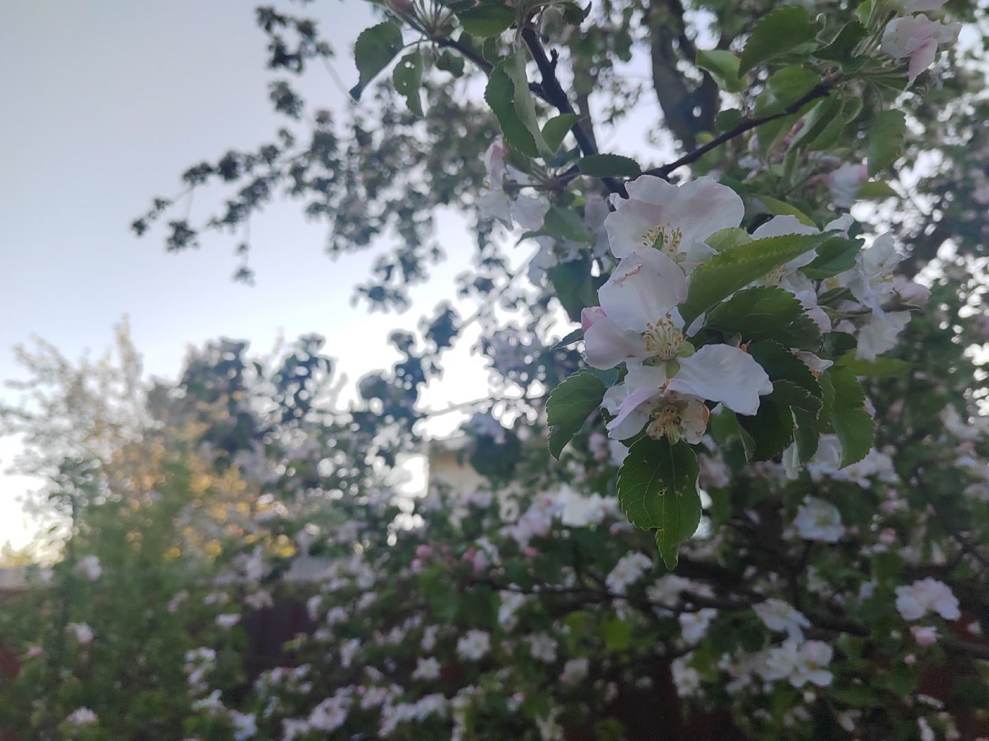 Пушкино, весна в Подмосковье, природа, люди