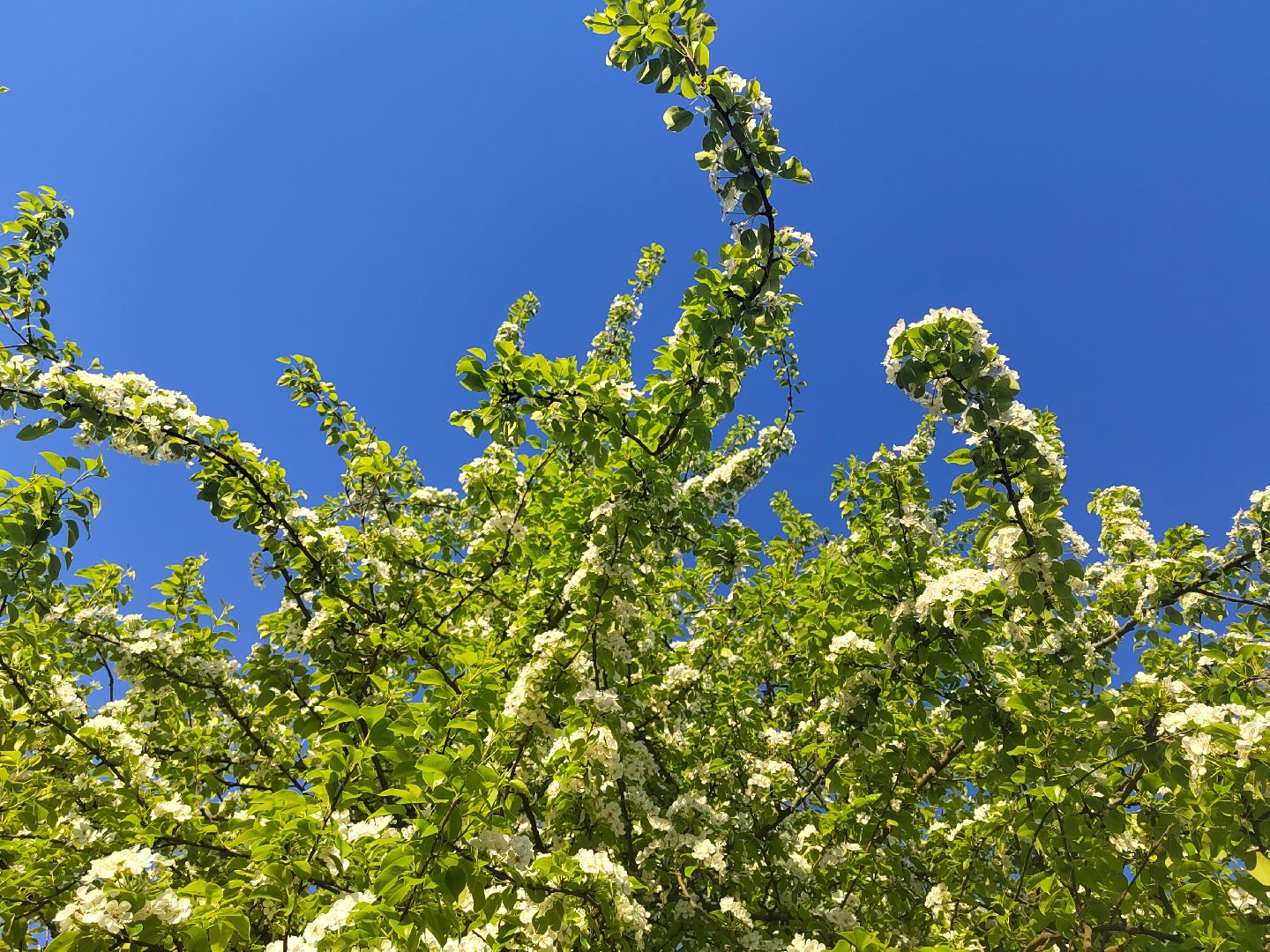 Пушкино, весна в Подмосковье, природа, люди