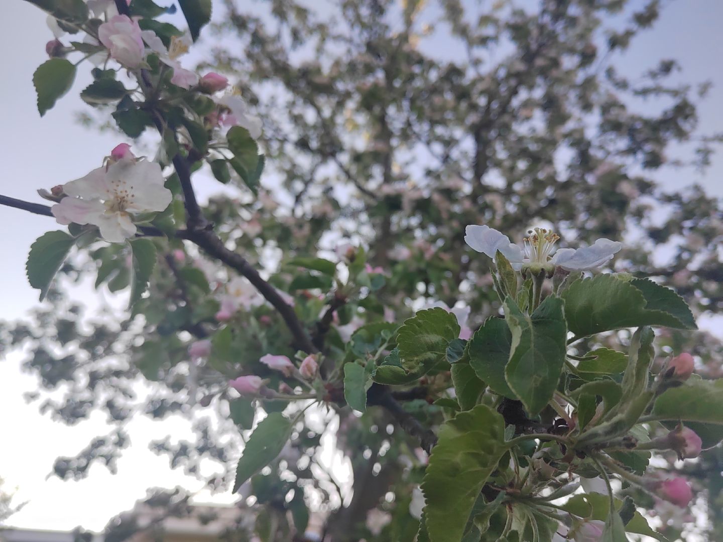 Пушкино, весна в Подмосковье, природа, люди