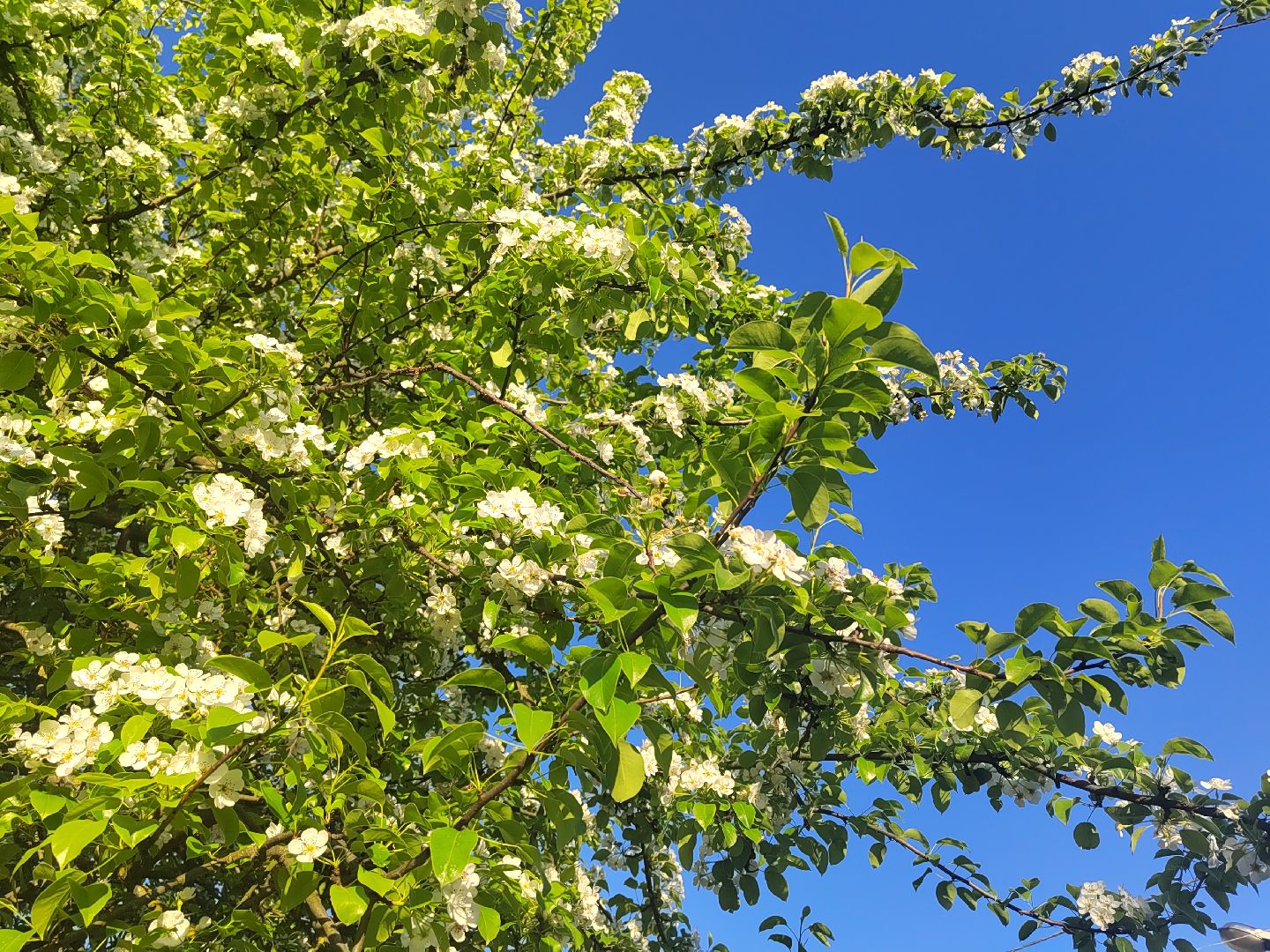 Пушкино, весна в Подмосковье, природа, люди