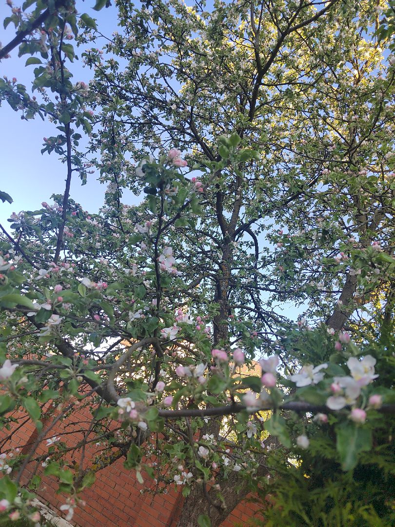 Пушкино, весна в Подмосковье, природа, люди