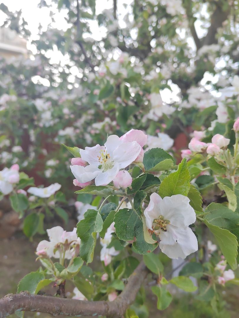 Пушкино, весна в Подмосковье, природа, люди