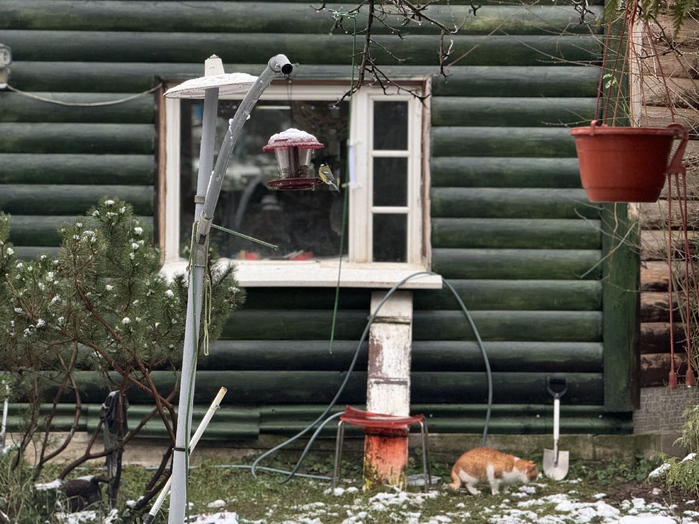 зимующие птицы, кормушки для птиц, эколог, ленинский округ,