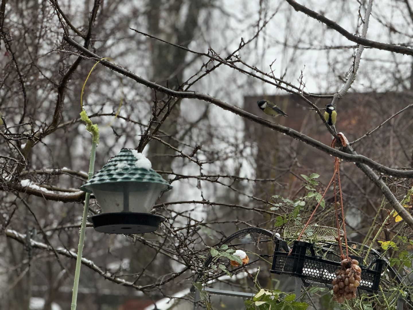 зимующие птицы, кормушки для птиц, эколог, ленинский округ,