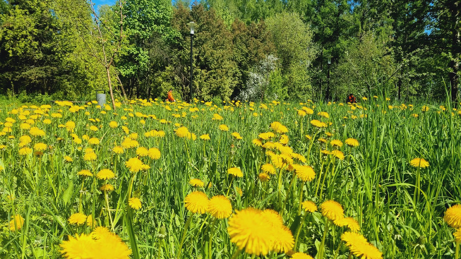 Подмосковье, Ивантеевка, благоустройство, парки Подмосковья