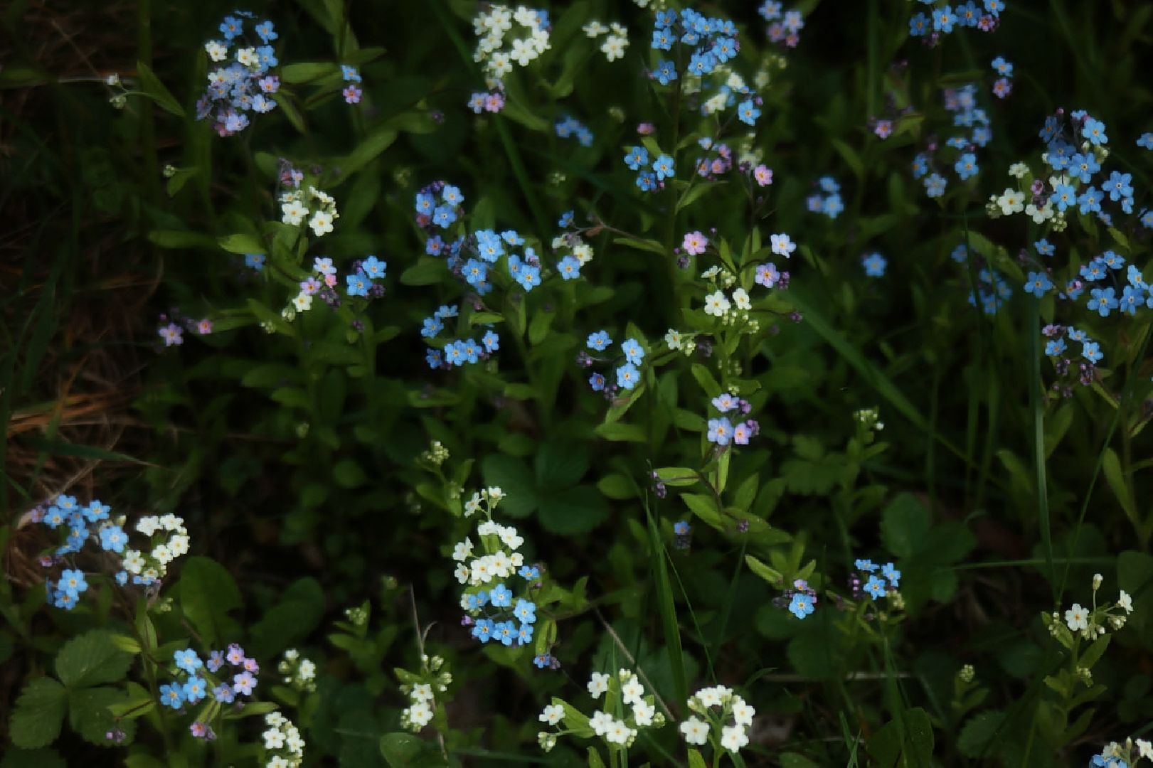 Пущино, экология