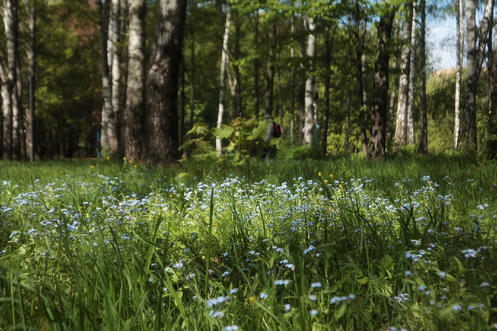 Пущино, экология