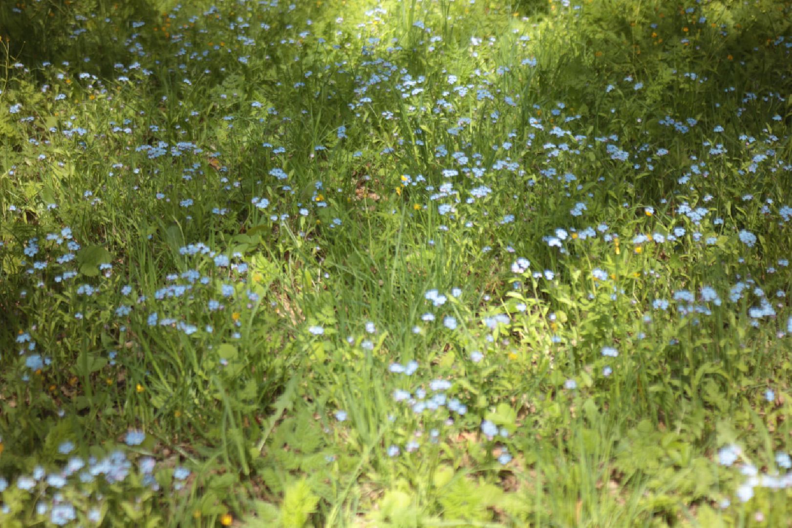 Пущино, экология