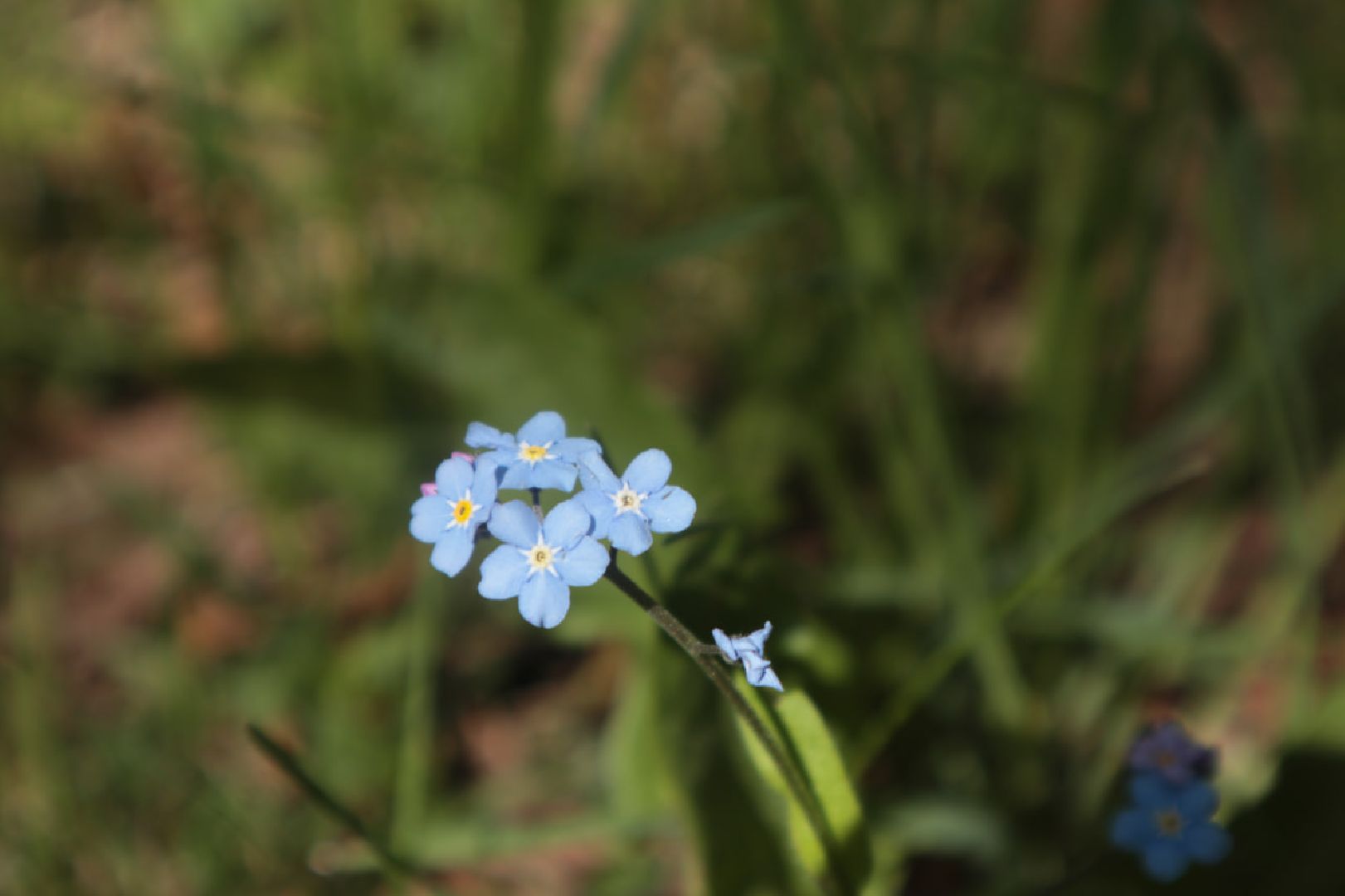 Пущино, экология