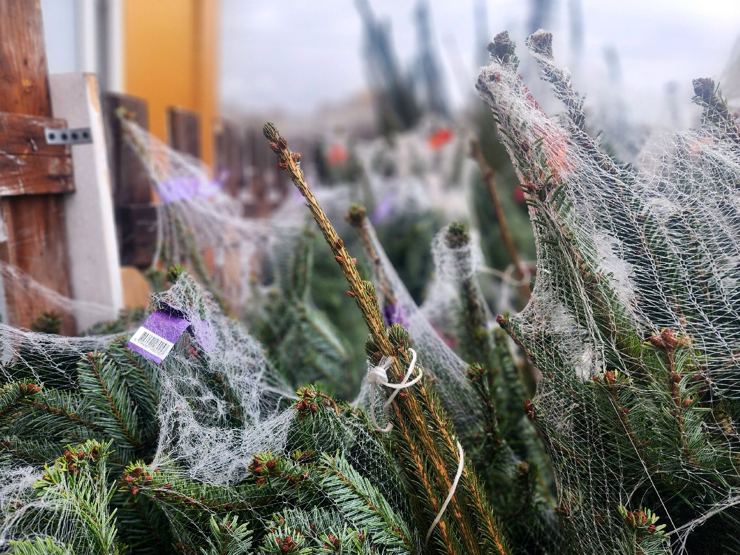 елочный базар, новый год, живые елки,