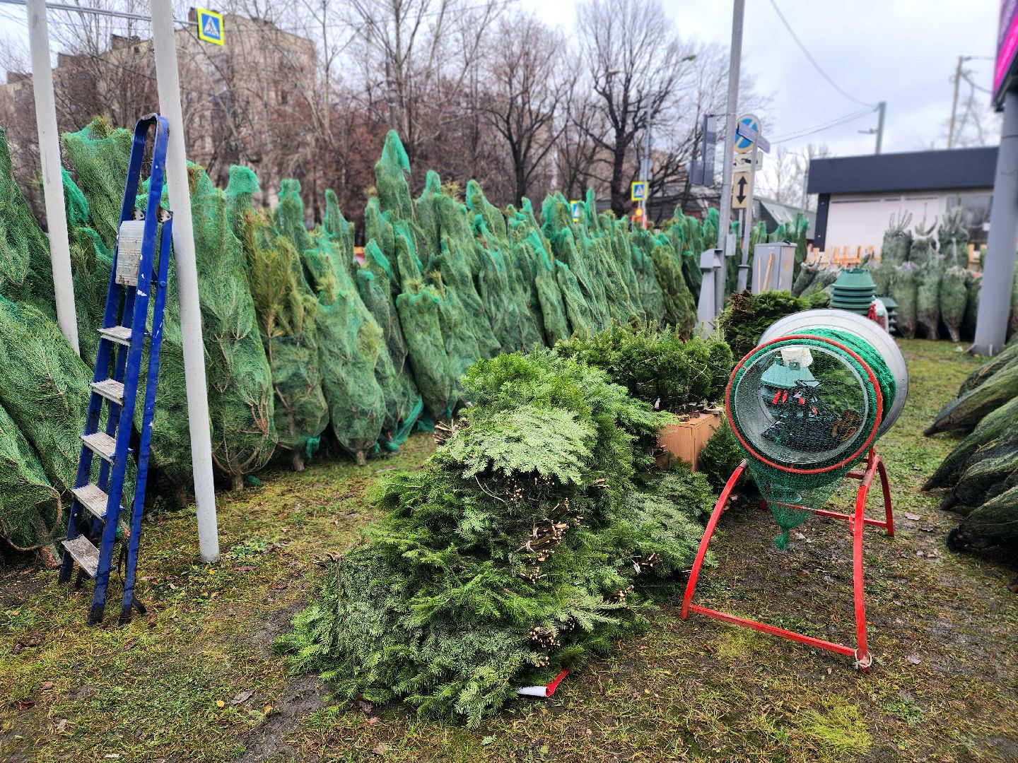 елочный базар, новый год, живые елки,