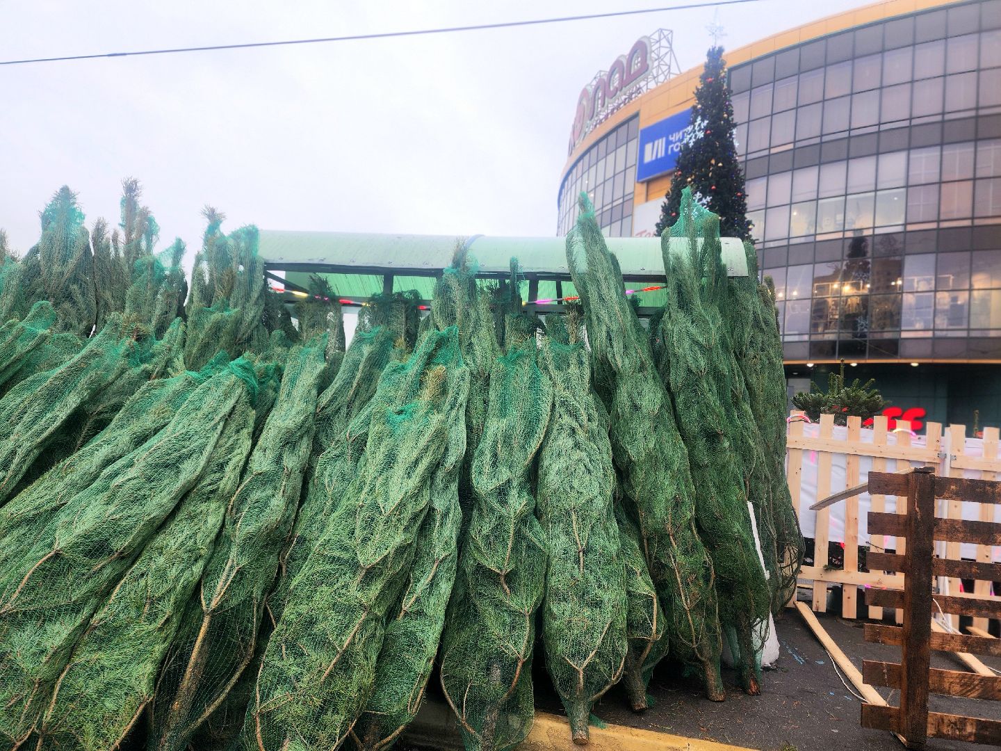 елочный базар, новый год, живые елки,