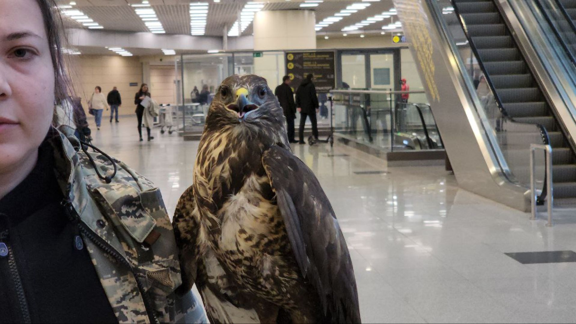 аэропорт домодедово, орнитолог, птицы,