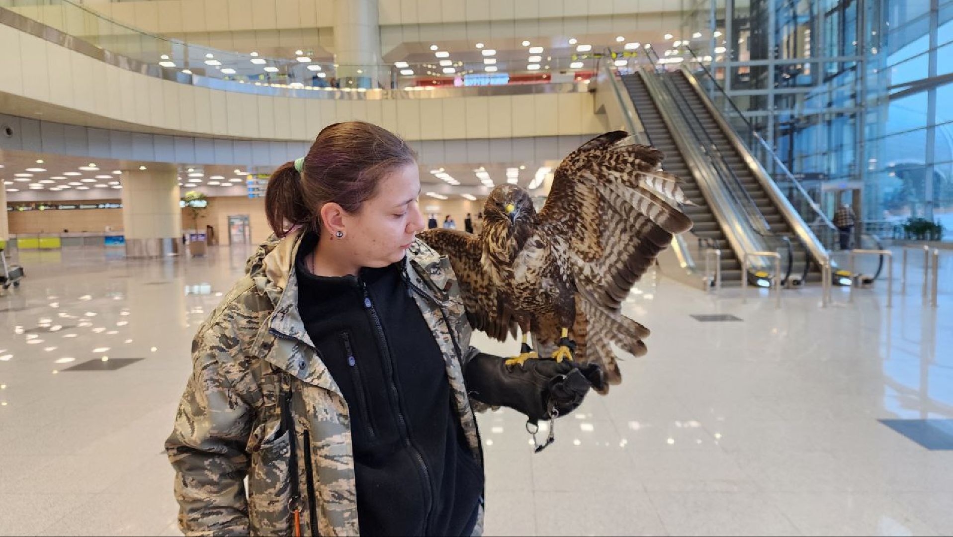 аэропорт домодедово, орнитолог, птицы,