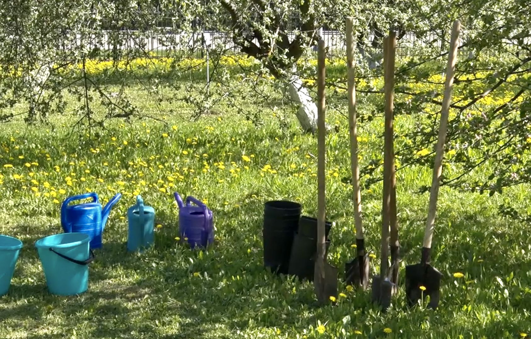 Клин, благоустройство, лес победы, общество