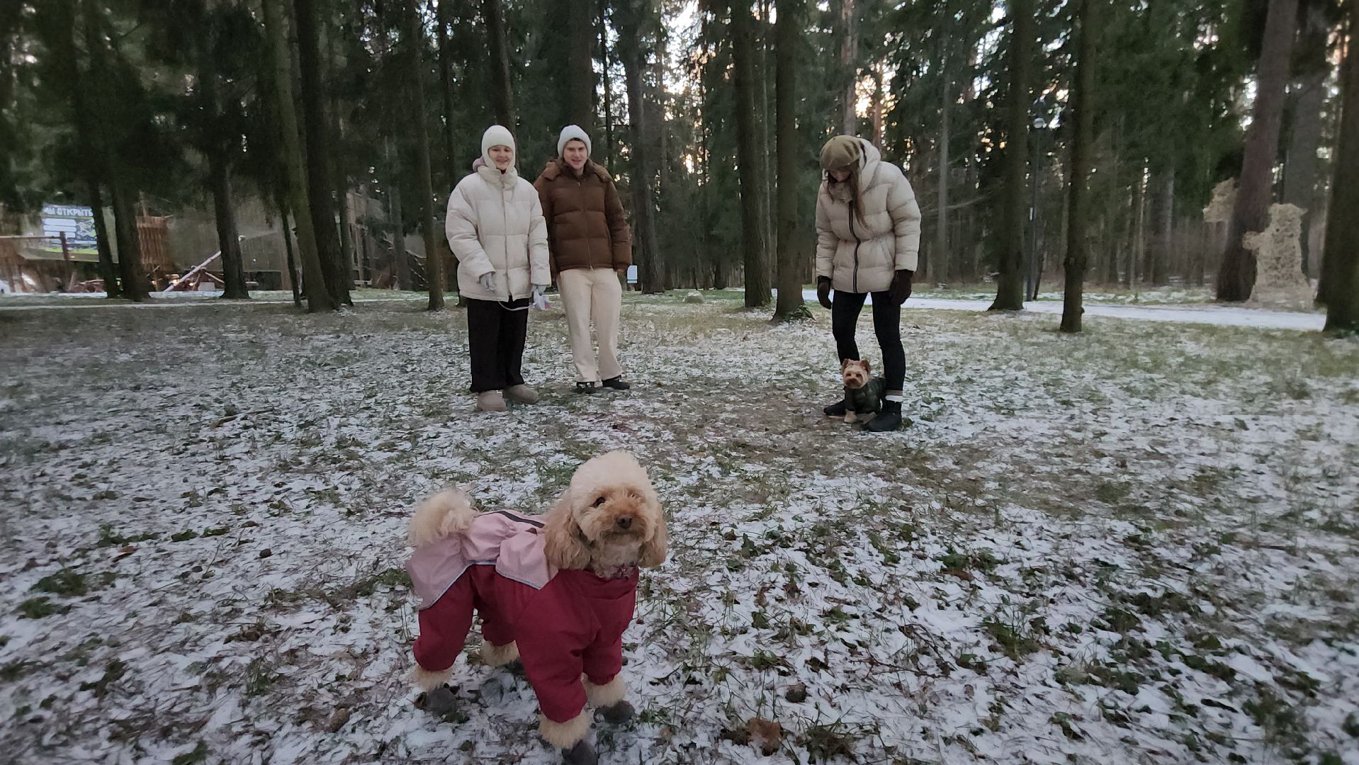 истра, лесопарк, зима в подмосковье,