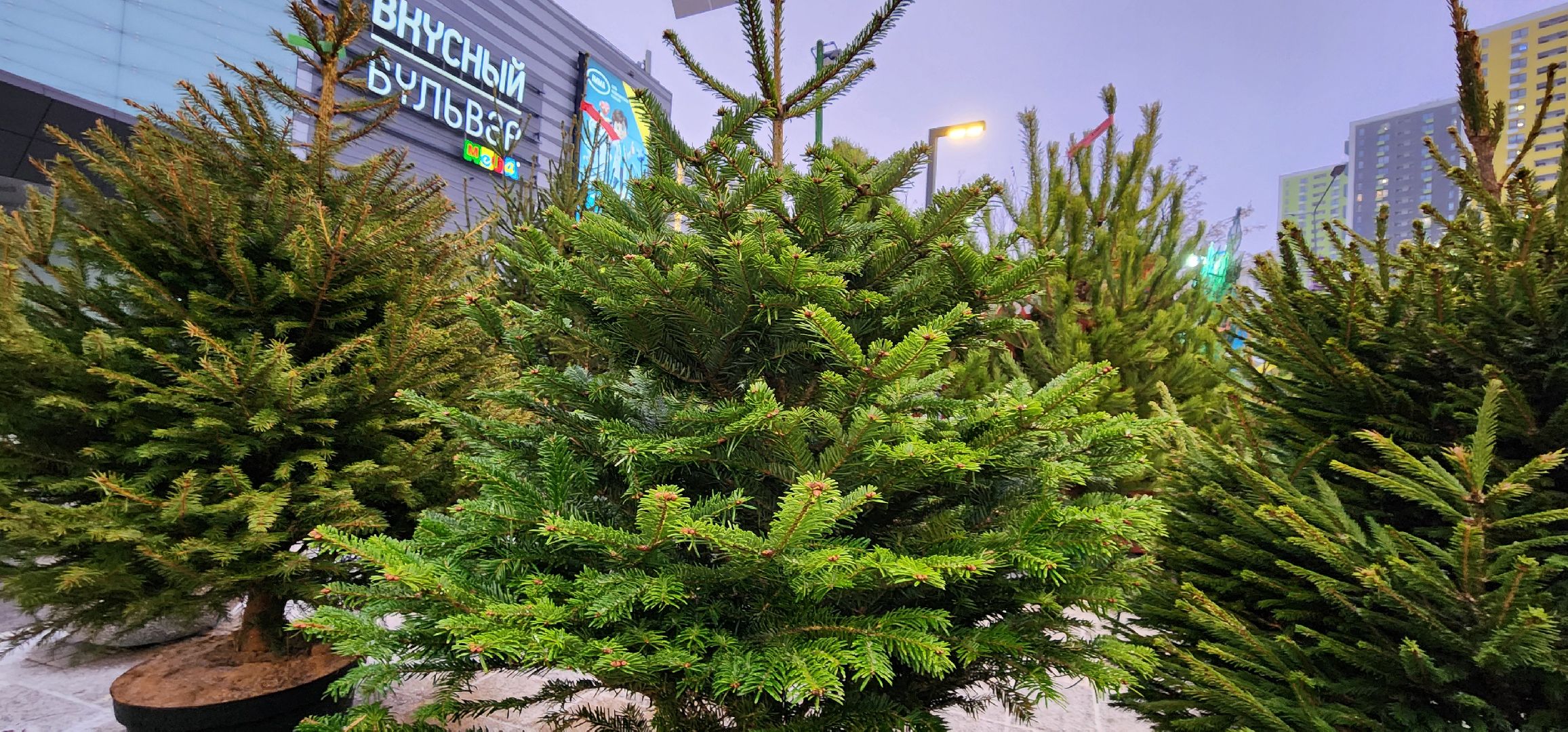 Химки, Зима в Подмосковье , Елочные базары,