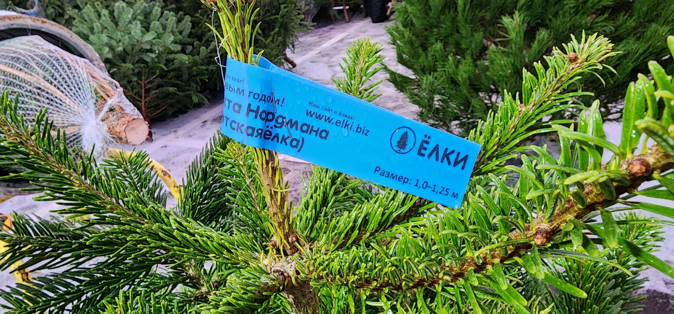 Химки, Зима в Подмосковье , Елочные базары,