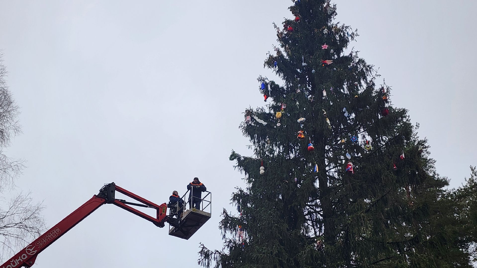 клин, талицкий лес, елка в лесу, шариха,