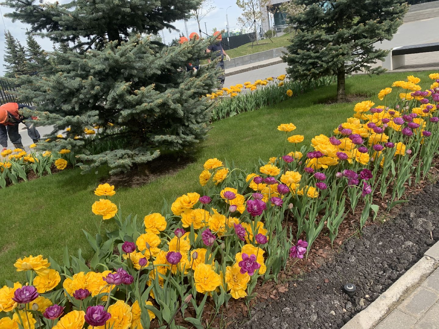 Благоустройство,Красногорск,цветы,подготовка к летнему сезону