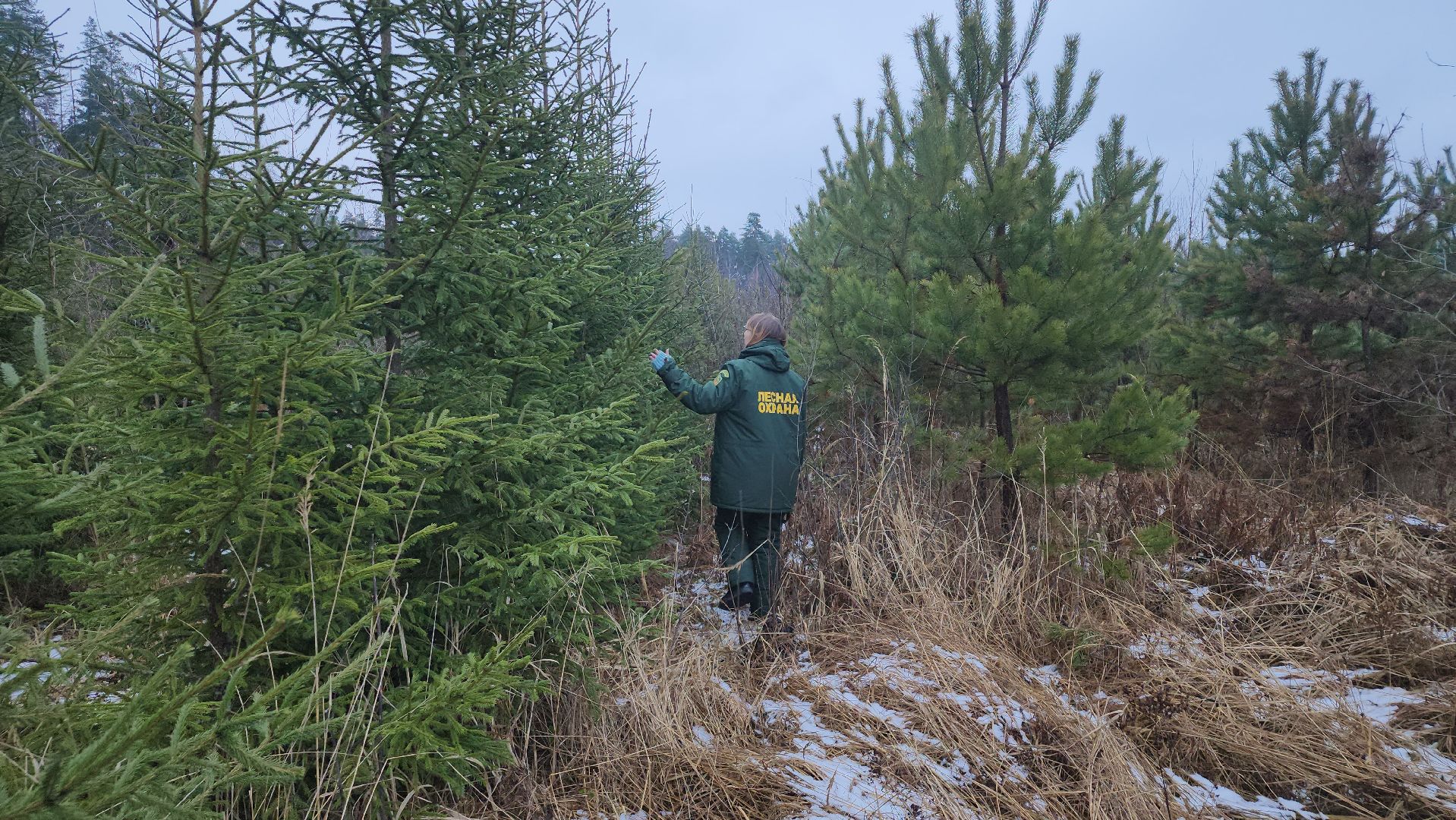 щёлково, Незаконная вырубка елок, Патрулирование лесов,