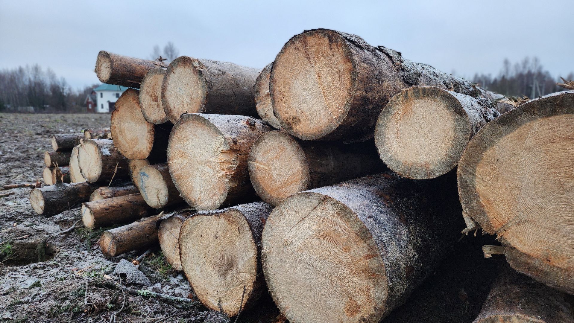 солнечногорск,  клинский филиал лесничества , санитарная вырубка , лесная охрана ,