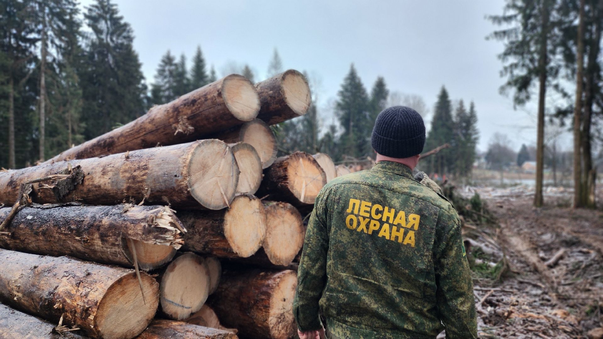 солнечногорск,  клинский филиал лесничества , санитарная вырубка , лесная охрана ,