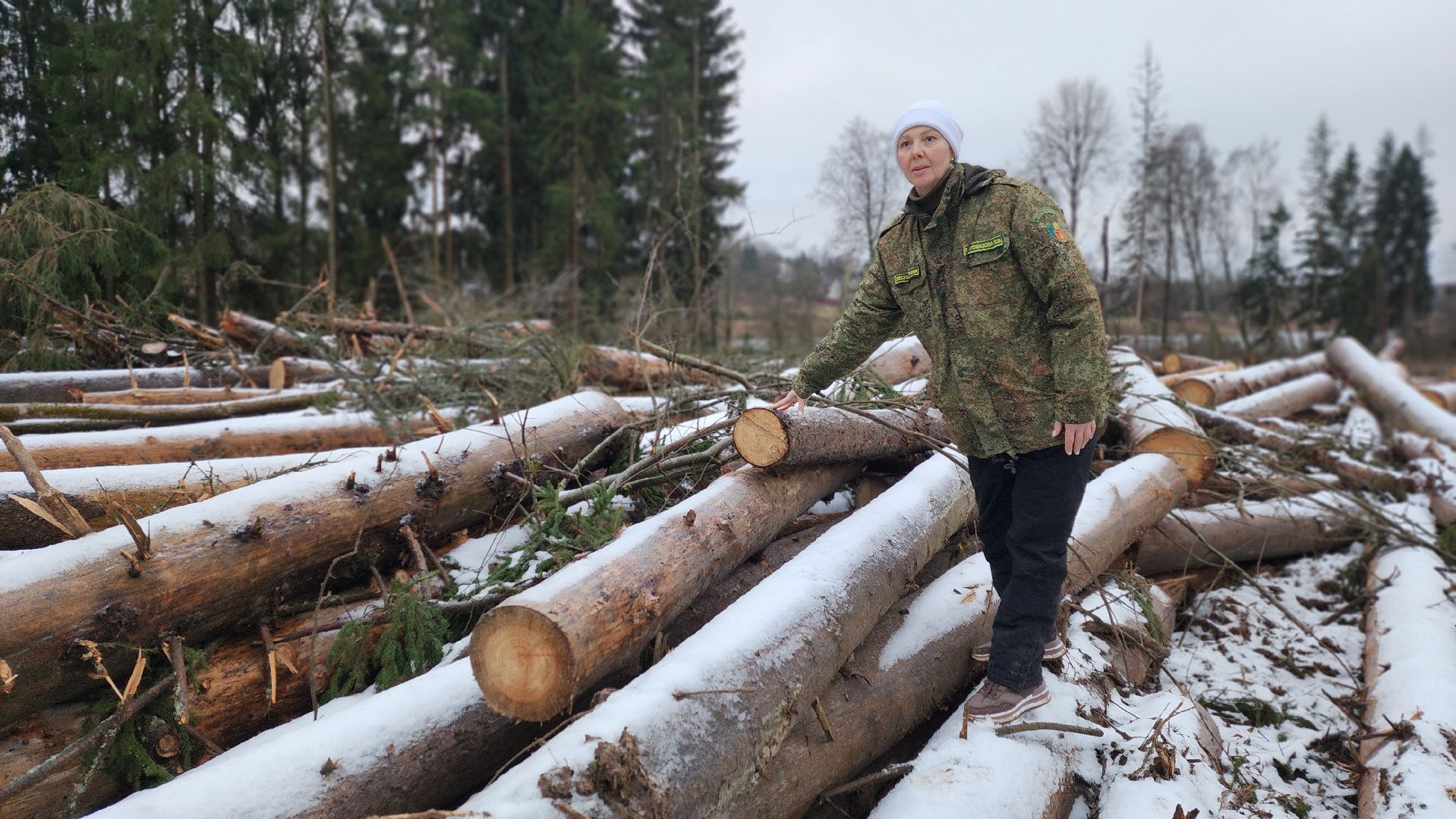 солнечногорск,  клинский филиал лесничества , санитарная вырубка , лесная охрана ,