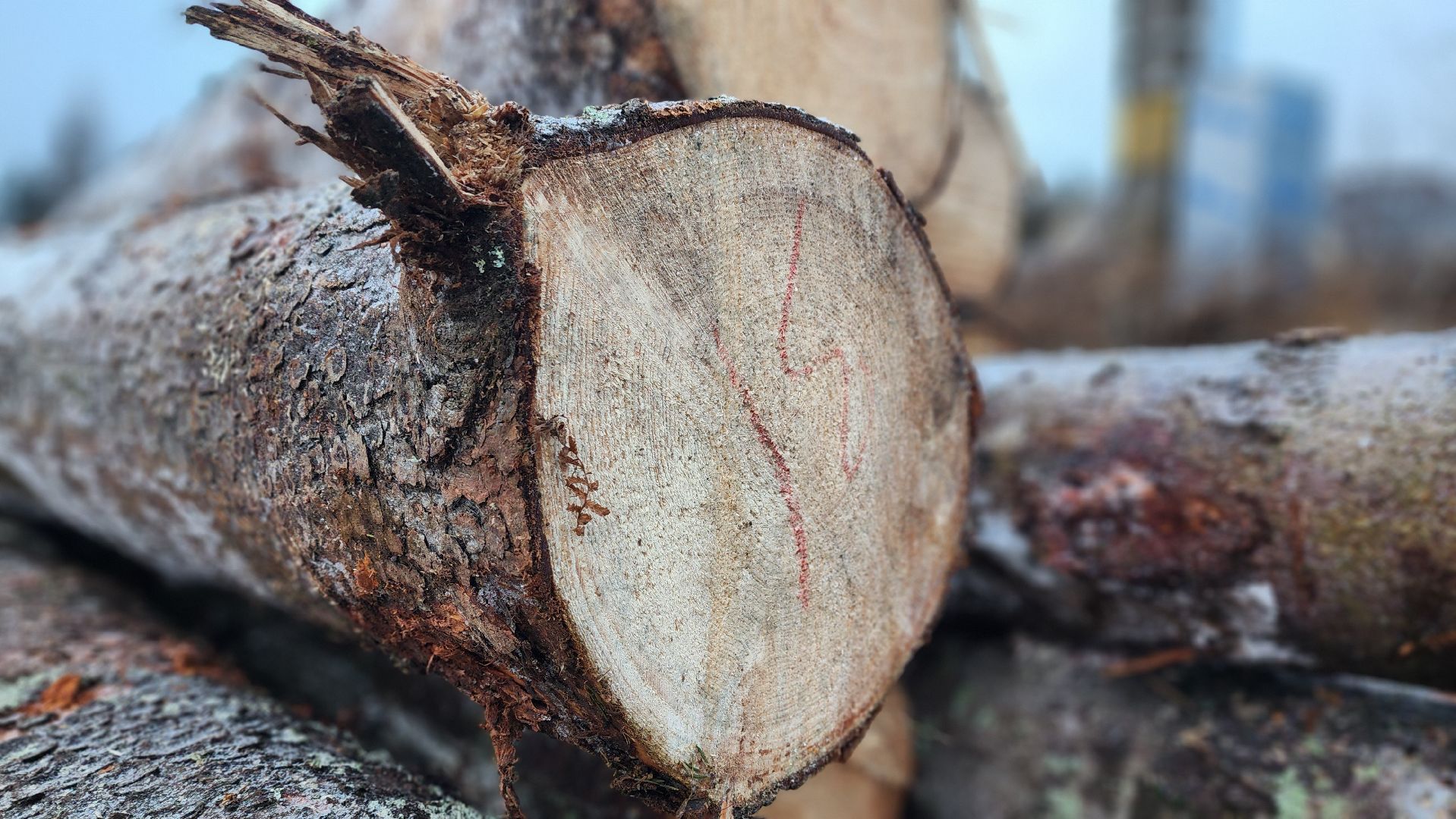 солнечногорск,  клинский филиал лесничества , санитарная вырубка , лесная охрана ,