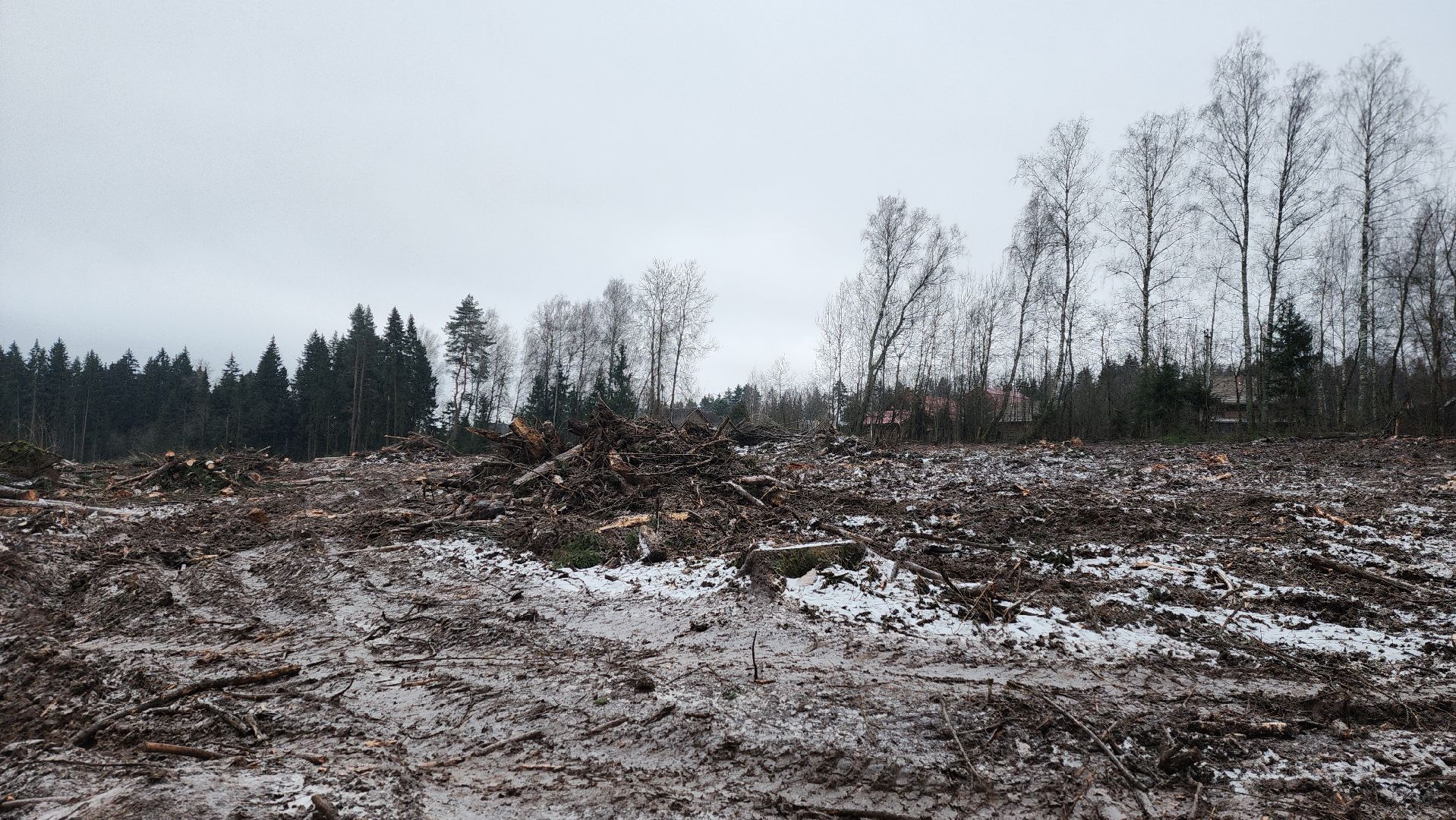 солнечногорск,  клинский филиал лесничества , санитарная вырубка , лесная охрана ,