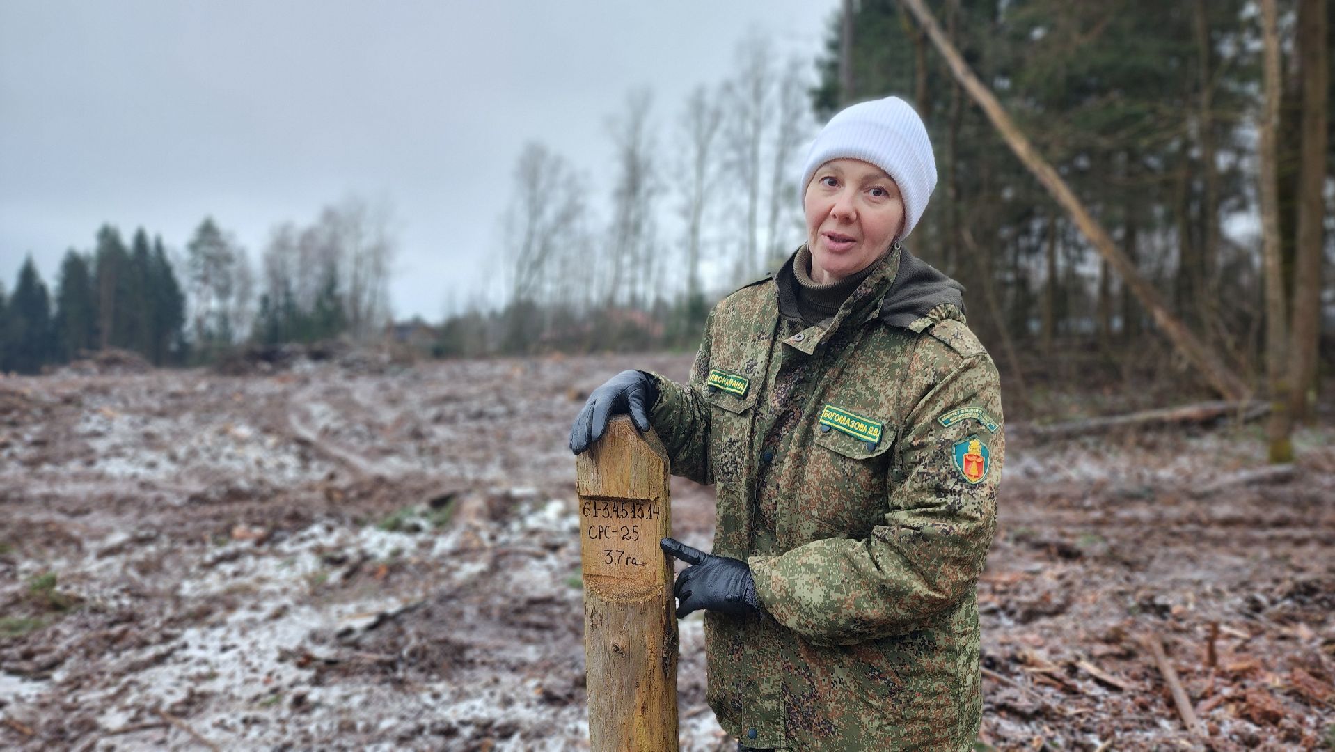 солнечногорск,  клинский филиал лесничества , санитарная вырубка , лесная охрана ,