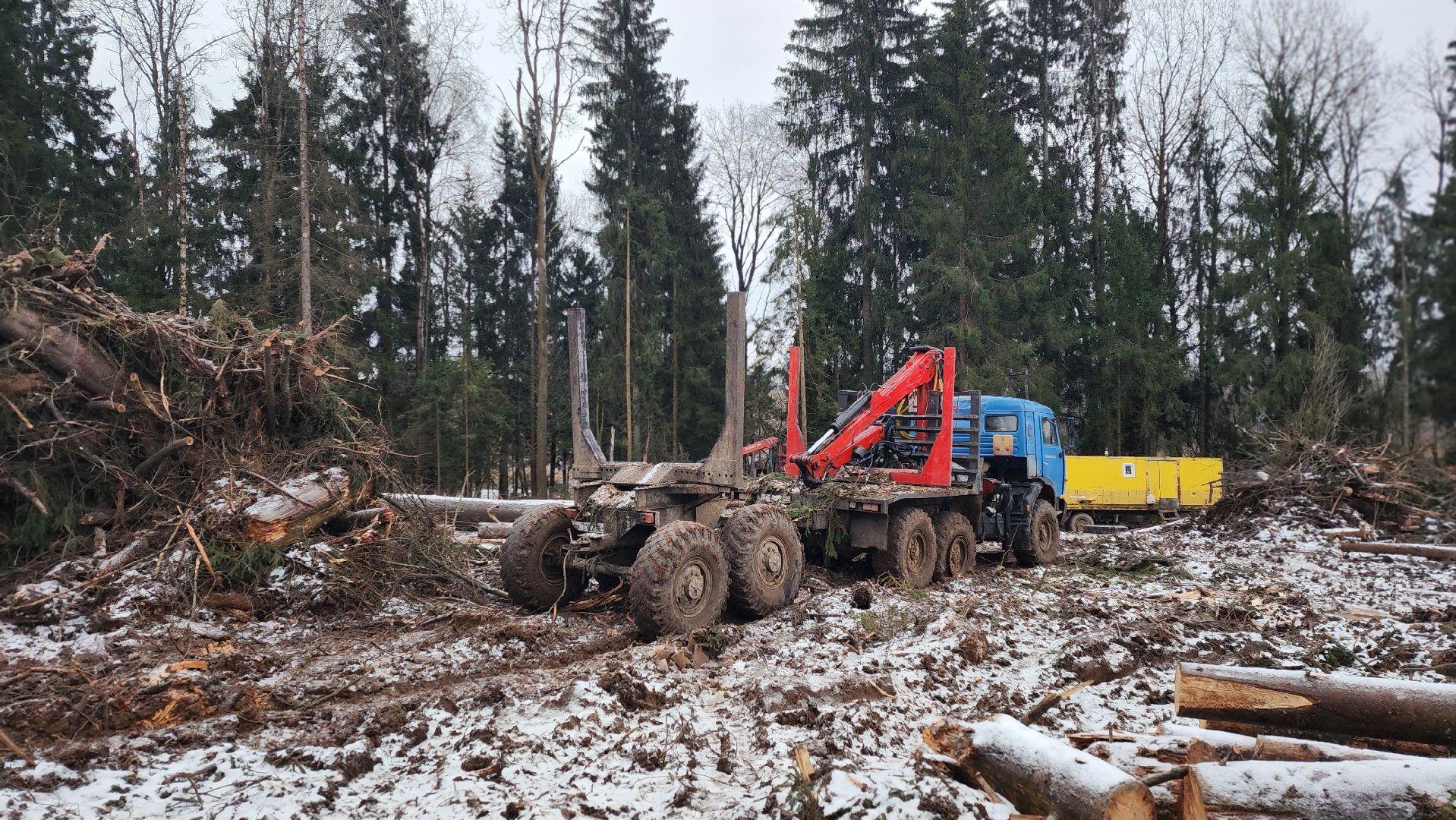 солнечногорск,  клинский филиал лесничества , санитарная вырубка , лесная охрана ,