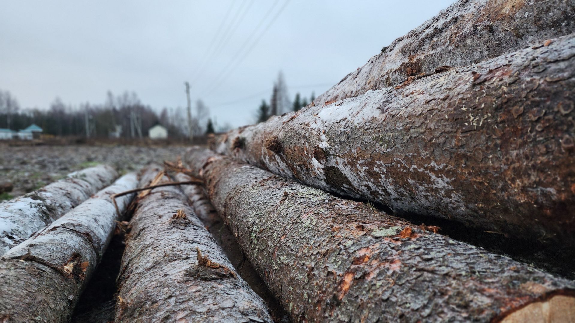 солнечногорск,  клинский филиал лесничества , санитарная вырубка , лесная охрана ,