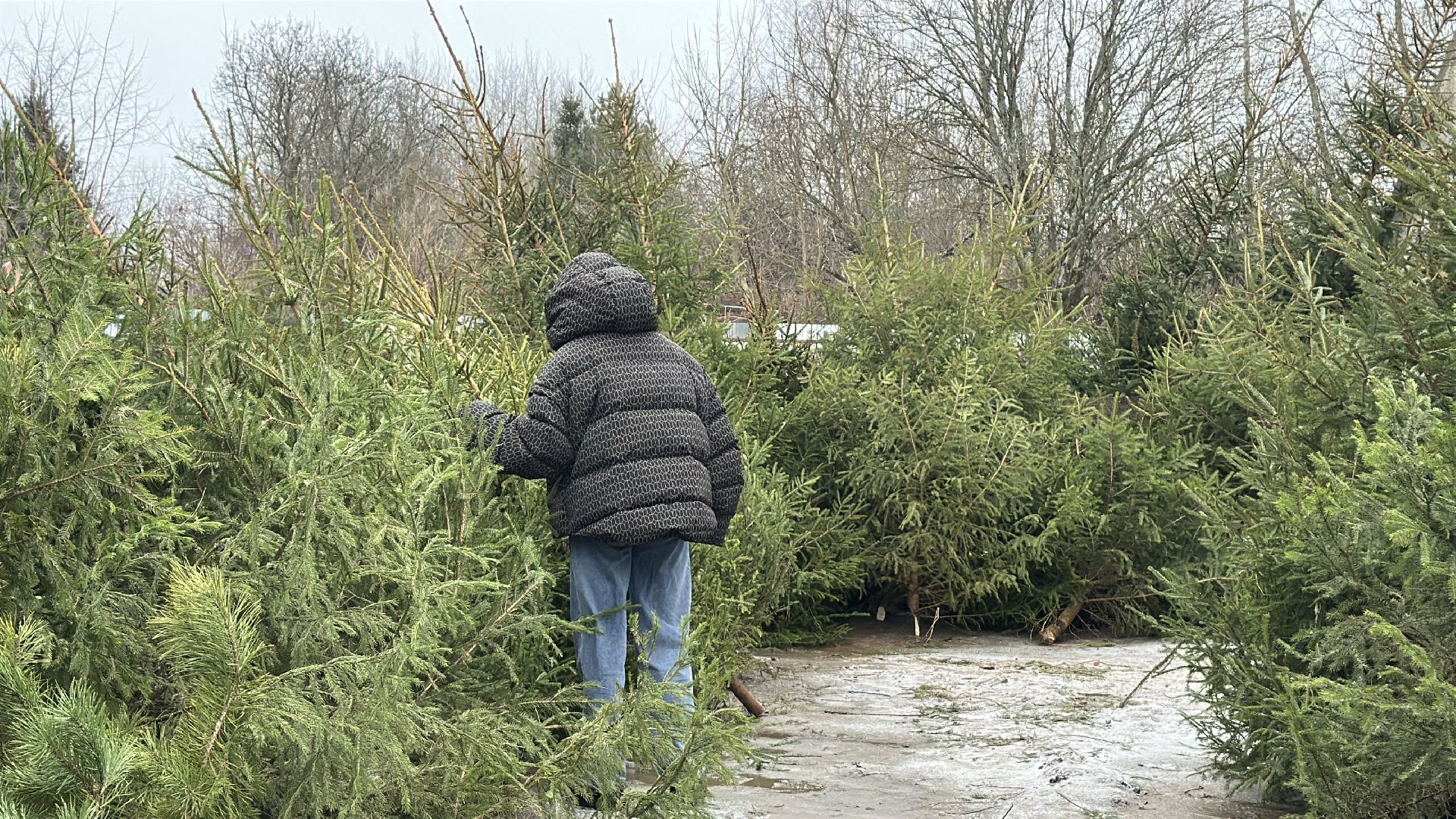 Акция ель домой , Дмитровский городской округ , Ель, Ель на новый год, Питомник елей,