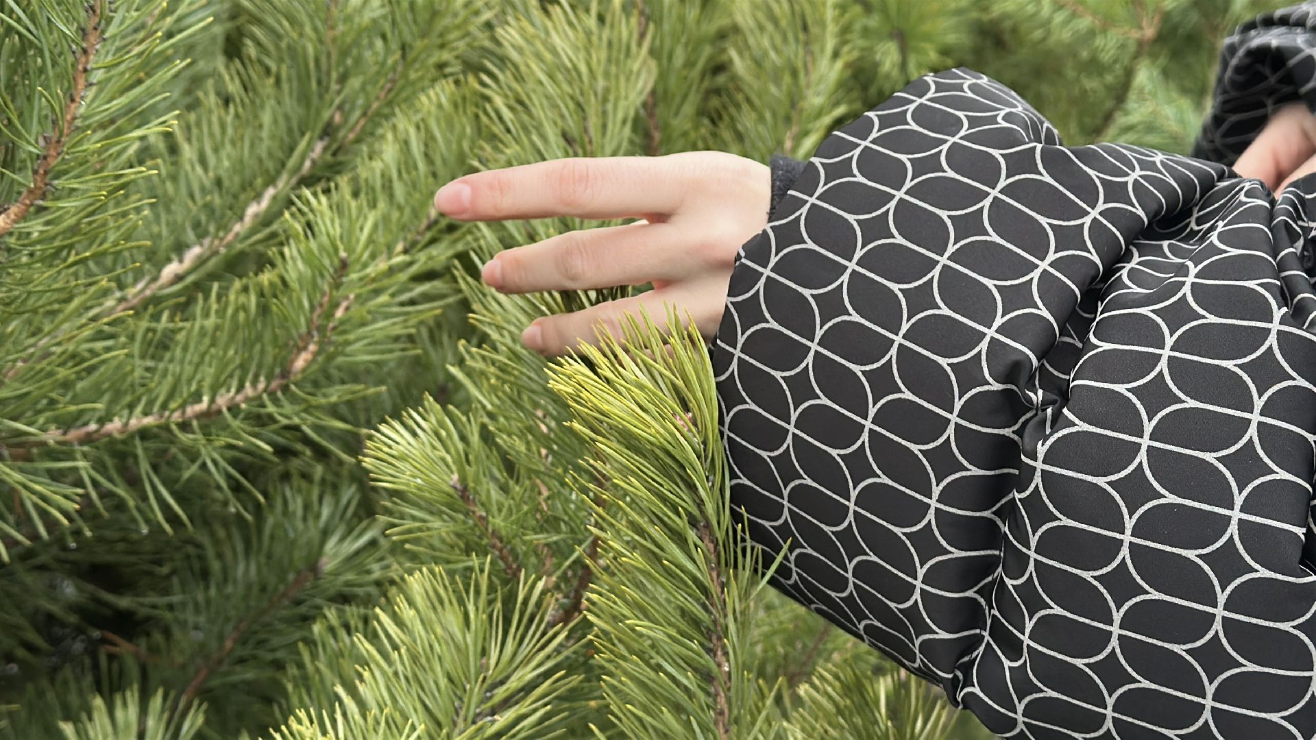 Акция ель домой , Дмитровский городской округ , Ель, Ель на новый год, Питомник елей,