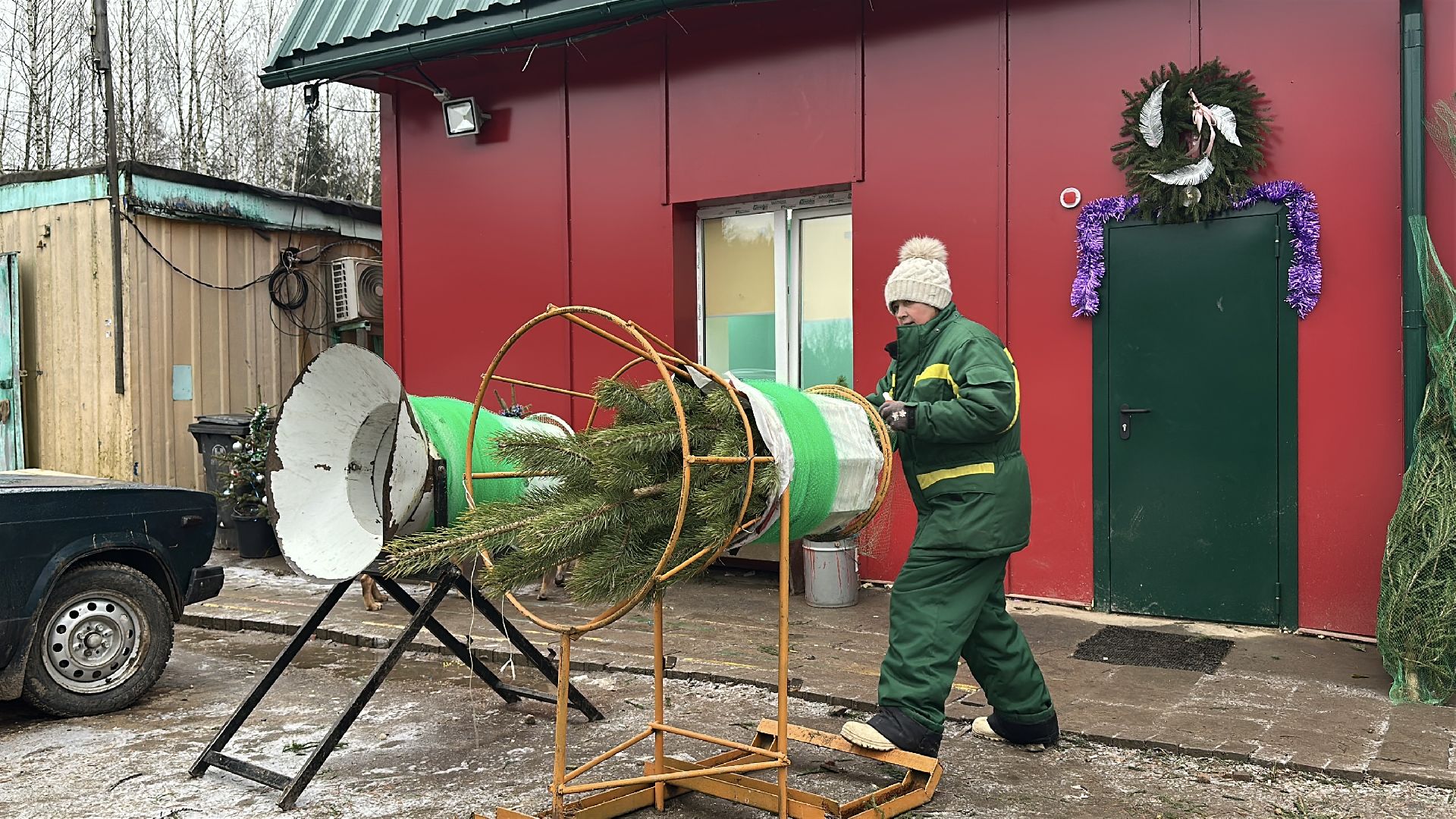 Акция ель домой , Дмитровский городской округ , Ель, Ель на новый год, Питомник елей,
