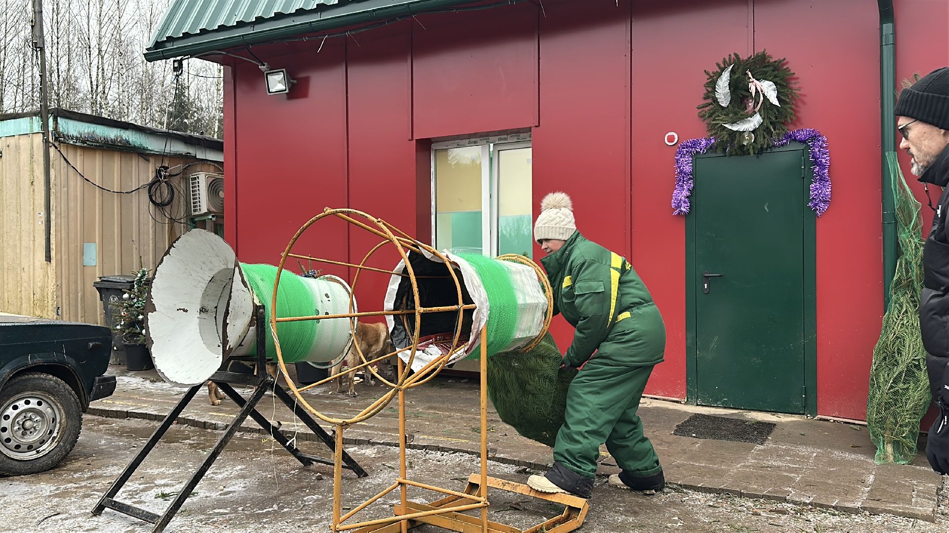 Акция ель домой , Дмитровский городской округ , Ель, Ель на новый год, Питомник елей,