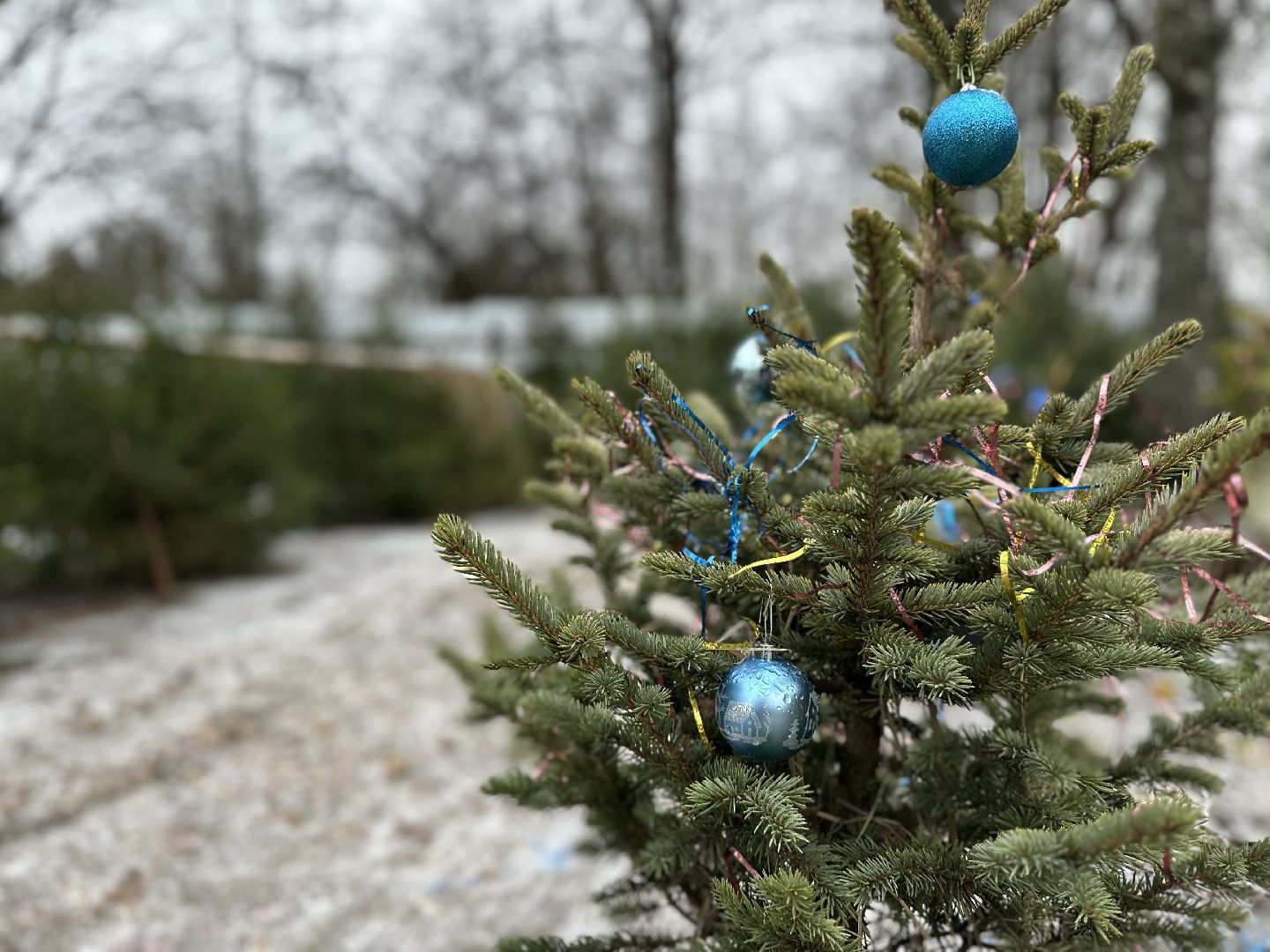 Акция ель домой , Дмитровский городской округ , Ель, Ель на новый год, Питомник елей,