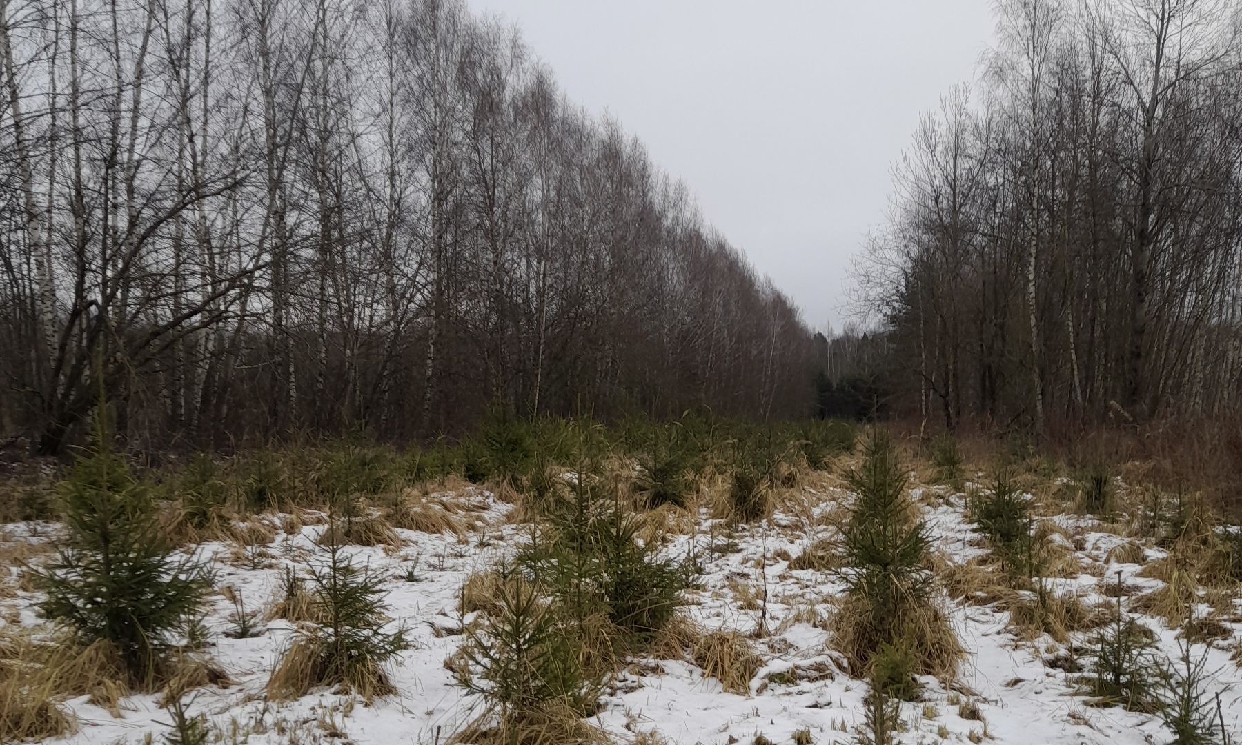 Акция ель домой , Дмитровский городской округ , Ель, Ель на новый год, Питомник елей,