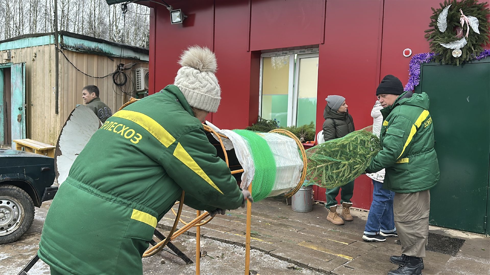 Акция ель домой , Дмитровский городской округ , Ель, Ель на новый год, Питомник елей,