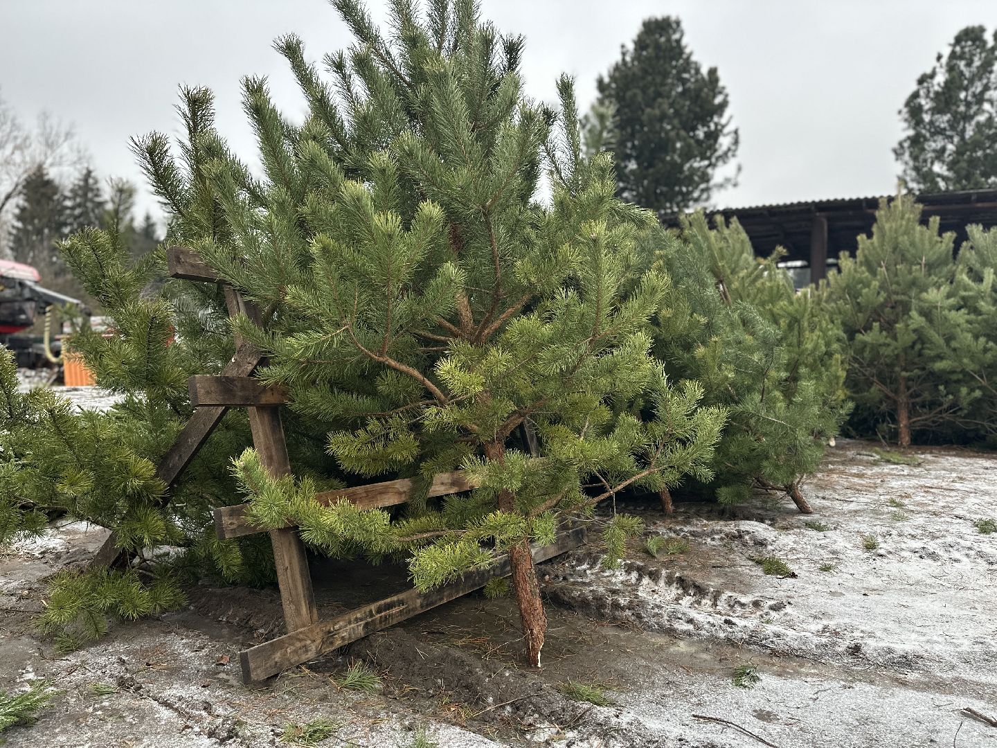 Акция ель домой , Дмитровский городской округ , Ель, Ель на новый год, Питомник елей,